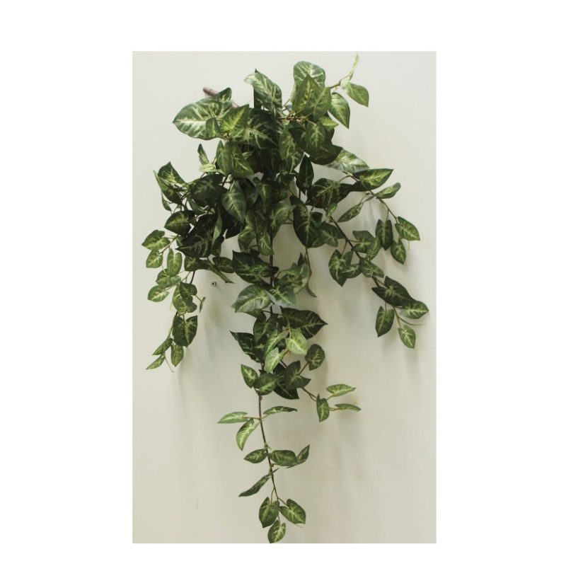 Syngonium Puff Vine