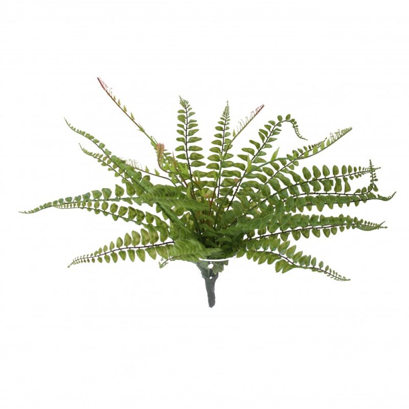 Fern Bush
