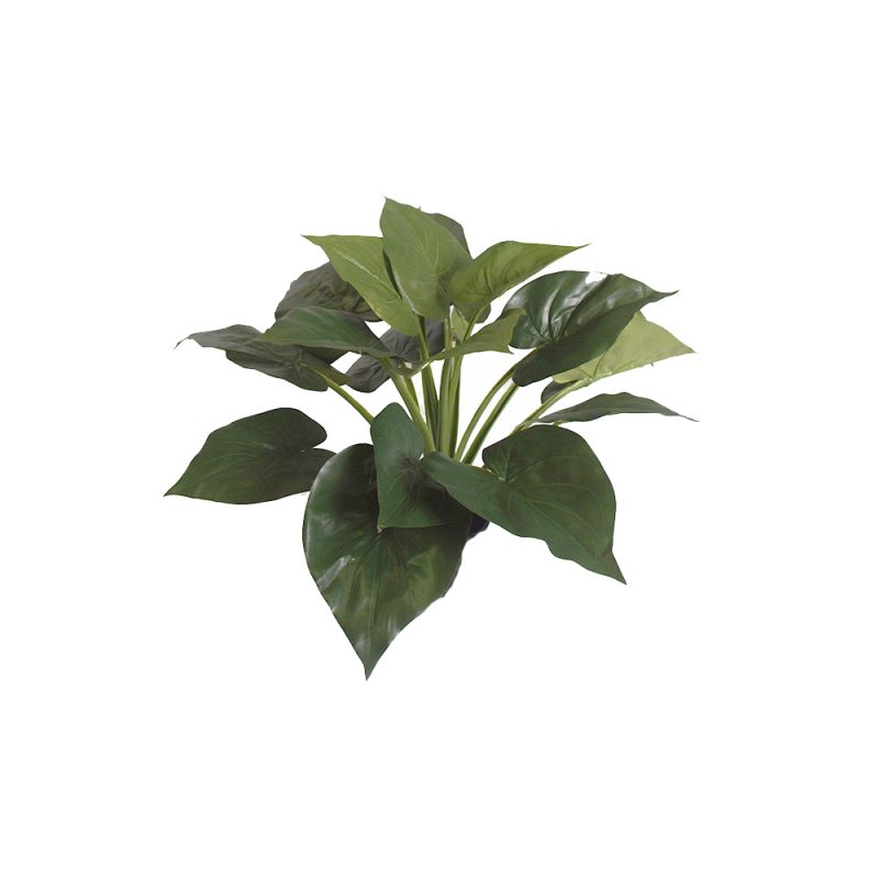 Caladium Plant 54cm No Pot