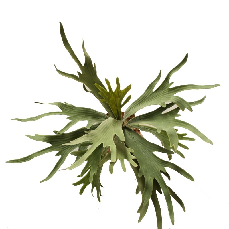 artificial staghorn