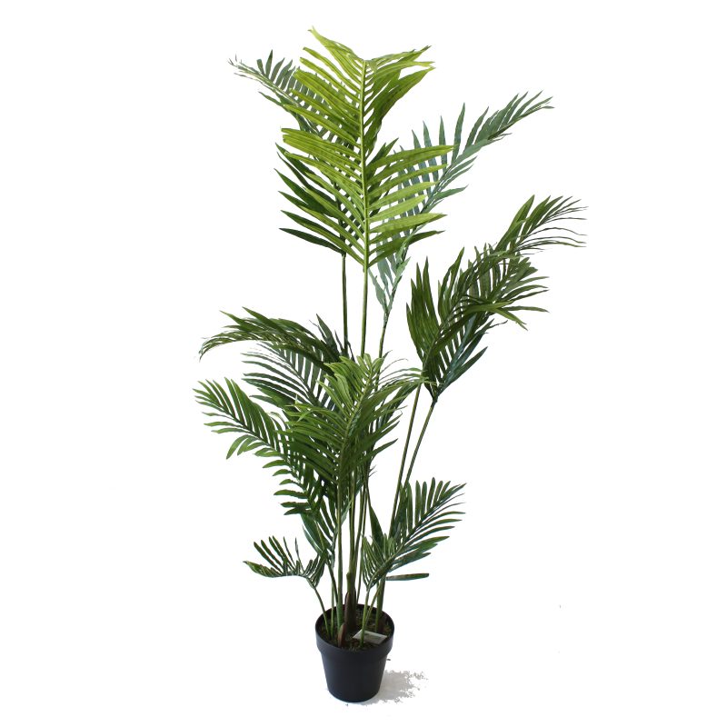 Kentia Palm Tree