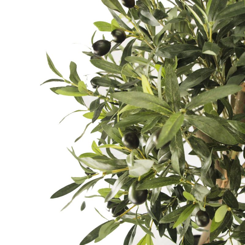 olive topiary