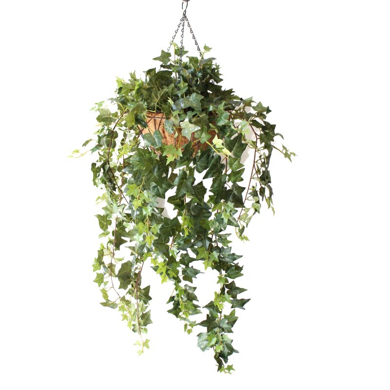 Double Ivy Vine 1m Complete With Hanging Basket