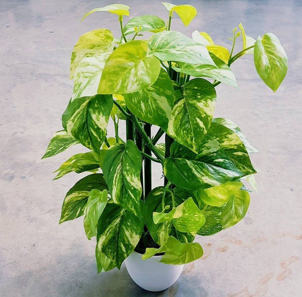 Pothos Plant Potted 35cm Artificial Plants Online