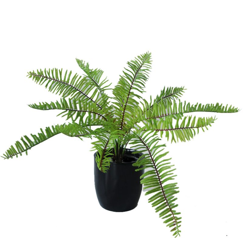 Fern Boston 45cm