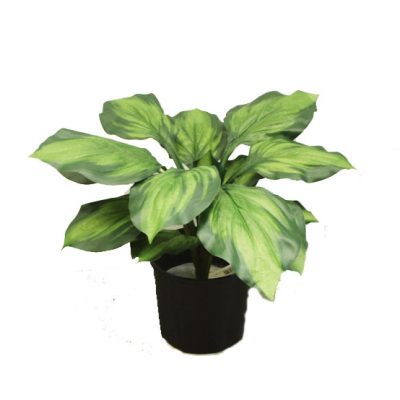 hosta artificial plant