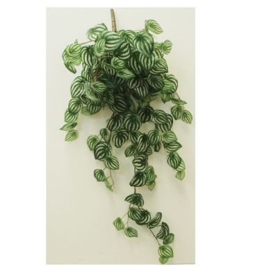 Watermelon Peperomia Hanging Bush