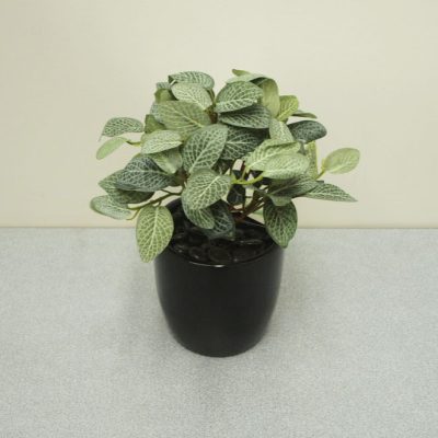 Fittonia bush - Artificial Plants