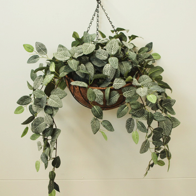 Fittonia Vine with Hanging Basket