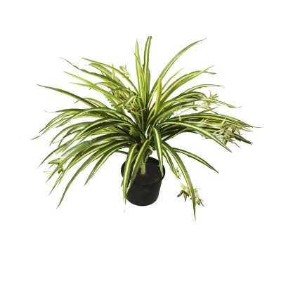Spider Plant Potted