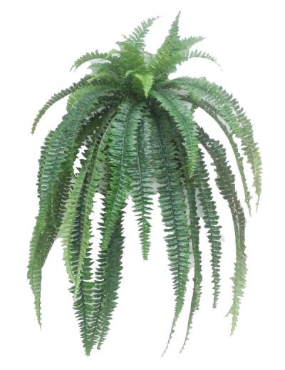 Boston Fern