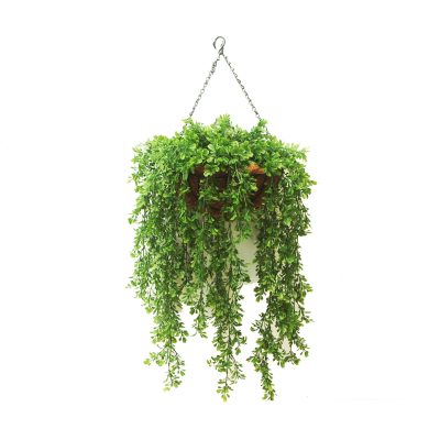 Parsley Hanging Bush in Hanging Basket