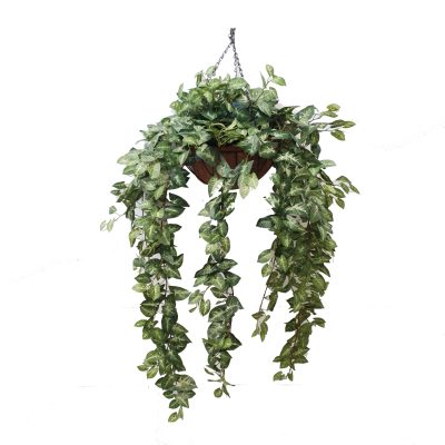 Syngonium Puff Vine | | Fake Hanging Plants