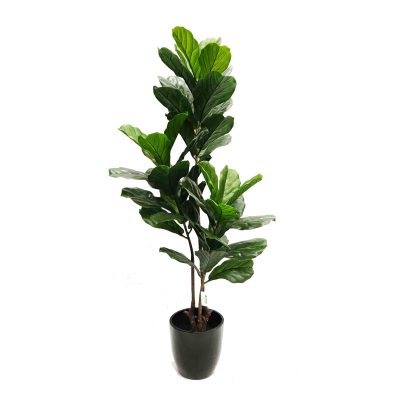 dieffenbachia plant | fake plant | artificial plants | artificial outdoor plant | artificial Dieffenbachia plant | tropical plant | fiberglass pot | fiddle fig tree | fiddle plant | outdoor artificial Fiddle tree | UV resistant tree