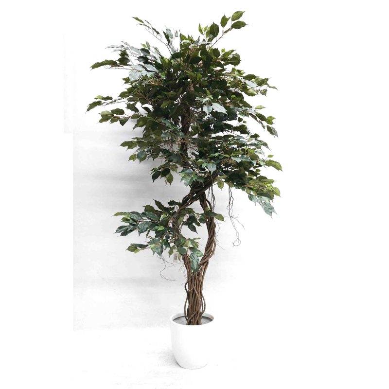 Faux Deluxe Ficus Tree Twisted Trunk 2m | Artificial Plants Online