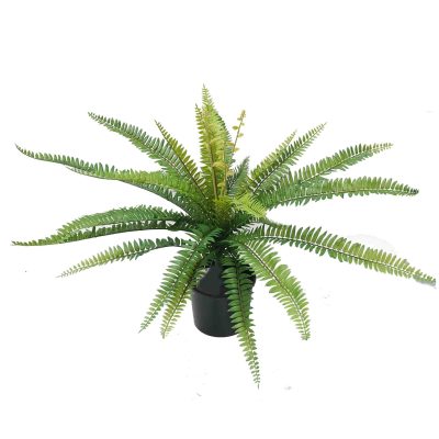 ruffle fern | fake fern | faux fern | pot plant | sword fern | boston fern