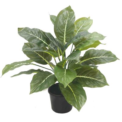 Lush green potted Dieffenbachia plant | office plants | office planters | home decor