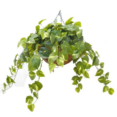 Hanging Pothos Vine Hanging Basket | Devil's Ivy Vine real touch