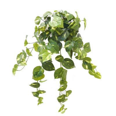 Faux Pothos Vine real touch | Devil's Ivy Vine real touch